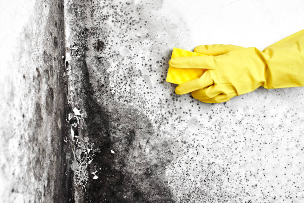 Mold Removal Process in Johnstown, OH