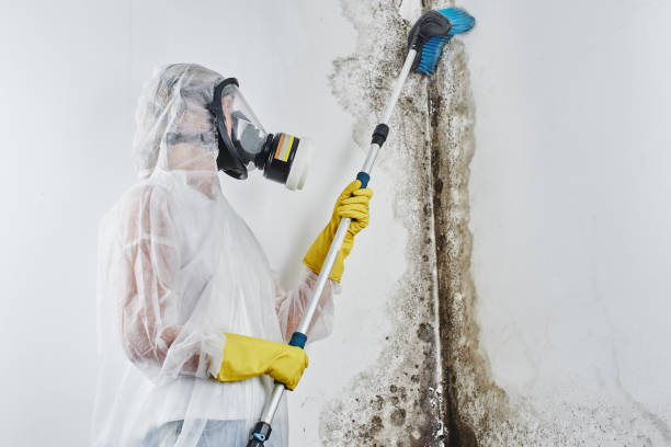 Best Mold Damage Repair  in Jnstown, OH