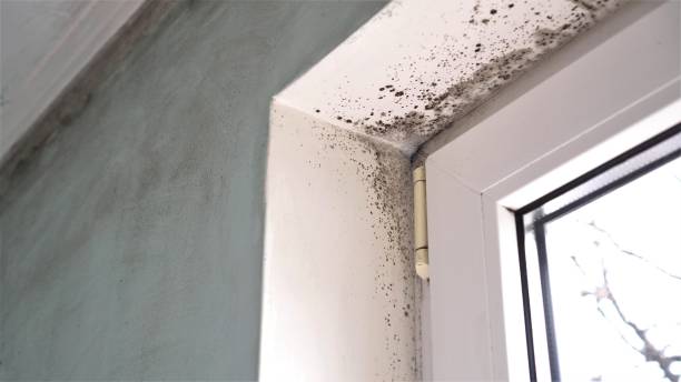 Best Local Mold Removal Service  in Jnstown, OH