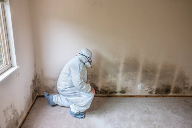 Best Attic Mold Removal  in Jnstown, OH