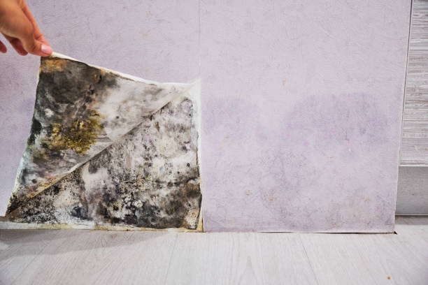 Best Mold Removal Company Near Me  in Jnstown, OH